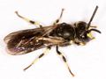 Hylaeus pectoralis